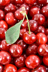 Cherry with leaf and heap of fruits.