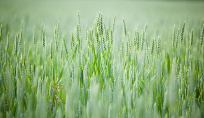 Unripe cereal