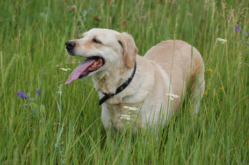 Labrador retriever