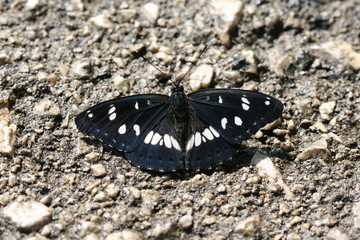 Blauschwarzer Eisvogel