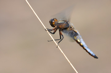 Broad-bodied Chaser (male, Libellula depressa)