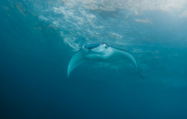 Obraz premium Manta Ray