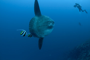 Sunfish, bannerfish and divers
