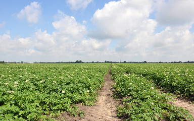 Fototapeta na wymiar Agricultural field with patatoes until the horizon