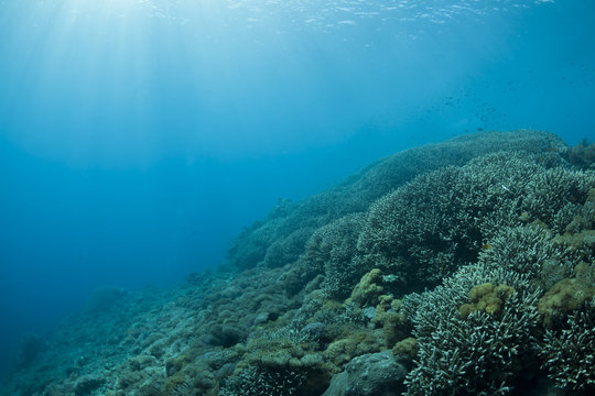 Fototapeta Coral reef