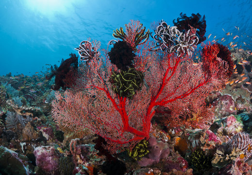 Fototapeta Beautiful coral