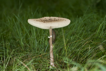 mushroom with a climbing  snail