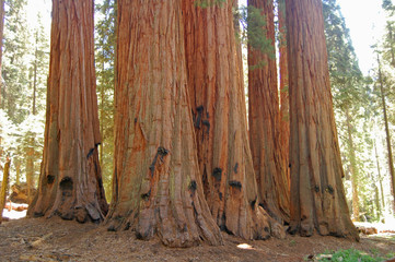 giant redwood trees - 33501498