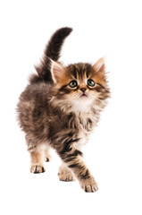 Cute kitten