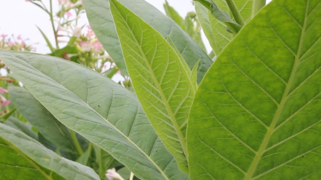 Tobacco Leaf