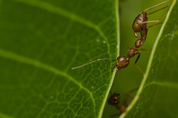 red ant power work building home