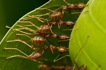 red ants team work building home