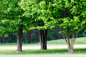 Fototapeta na wymiar trees in the greenery