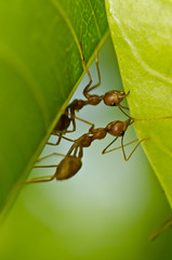 red ants team work building home