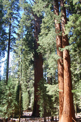 sequoia trail