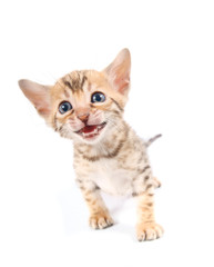 Bengal kitten isolated on white background