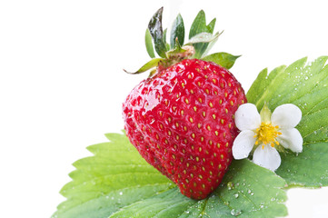 fresh strawberry on a green leaf
