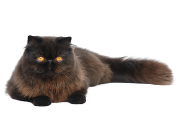 Persian exotic cat