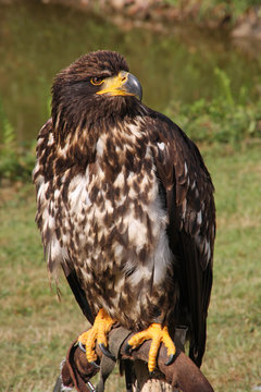 Adler, Seeadler
