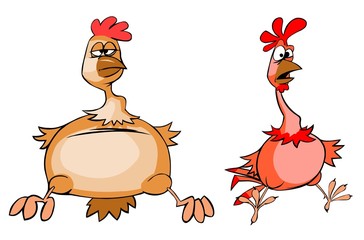 Funny chicken and rooster
