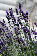 Lavendel