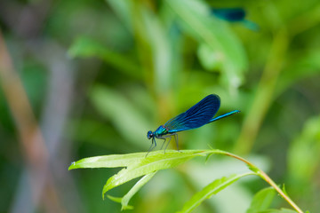 Blue dragonfly