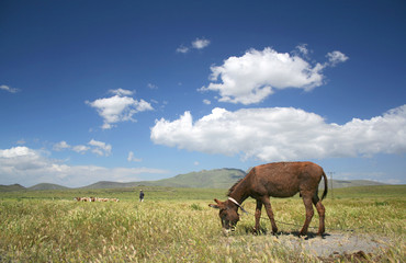 Naklejka na ściany i meble donkey grazing in a field