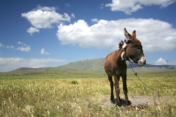 donkey grazing in a field