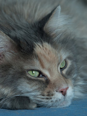 maine coon