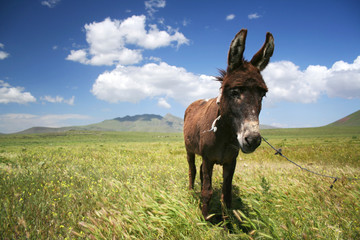 donkey grazing in a field