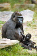 gorilla and her baby