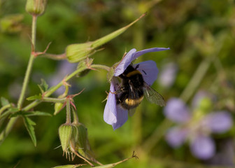 bee on flower