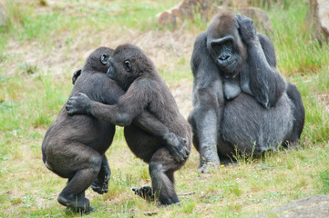 Two young gorillas dancing