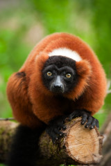Obraz premium red ruffed lemur