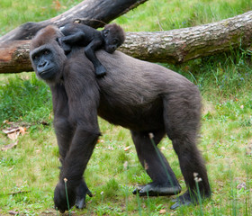 gorilla and her baby