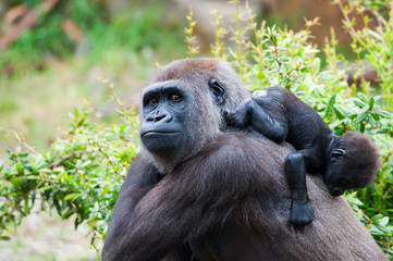 Obraz premium gorilla and her baby