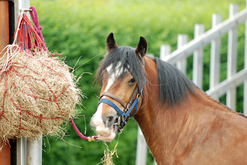 horse eating hay