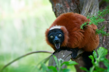red ruffed lemur © Eric Gevaert