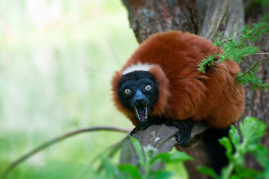 Red Ruffed Lemur