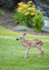 Spotted Fawn