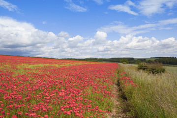 poppy field 3