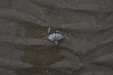 Dead Crab on a Beach