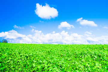 Wallpaper Environment Field