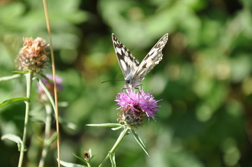papillon