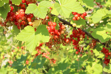 Obraz premium red berrys red currant