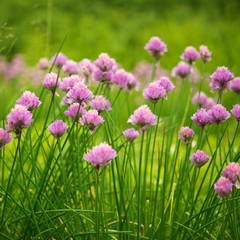 Purple flowers close-up