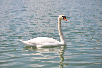 Schwan (Cygnus olor)