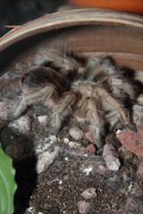 Vogelspinne lasiodora dificillis