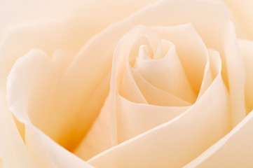 White rose, closeup shot, abstract background