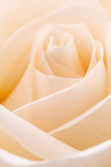 White rose, closeup shot, abstract background